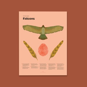 Falke Kunstdruck, Wissenschaftliche Illustration, Biologie Lehrposter, Raubvogel Kunstwerk für Zuhause oder im Büro, Homeschool Klassenzimmer Deko