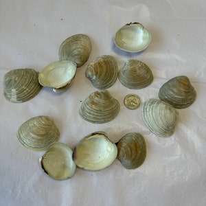 May include: A collection of 10 seashells, mostly white with some brown and gray markings. The shells are arranged in a circle on a white surface.