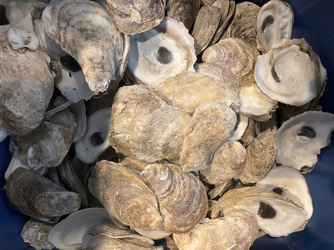 Natural Oyster Shells, Lot of 12, Cleaned 2.5”-4+”, Great for Crafts or ...