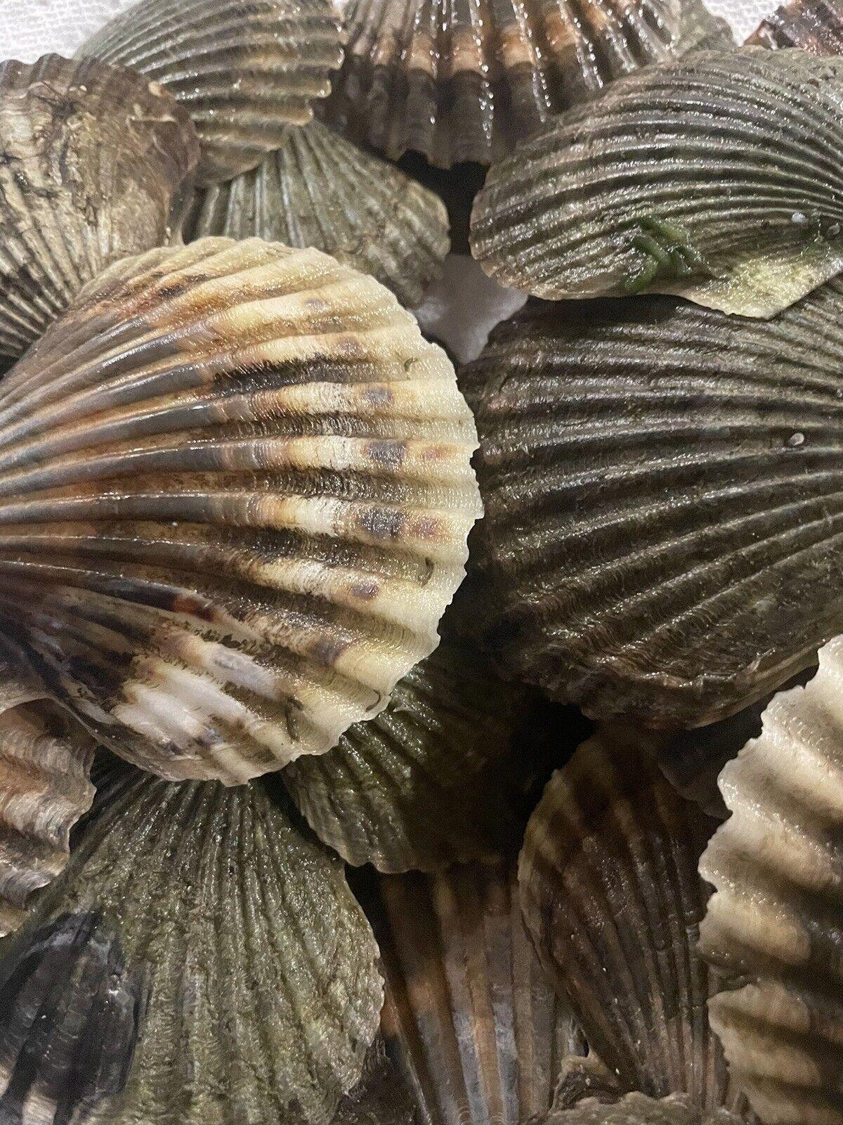 Scallop Shells 2.54 Cleaned 1 Dozen 12 Shells Peconic Bay Scallop