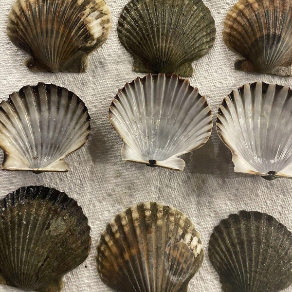 Scallop shells 2.5"-4" cleaned  - 1 dozen (12 shells) Peconic Bay Scallop shells