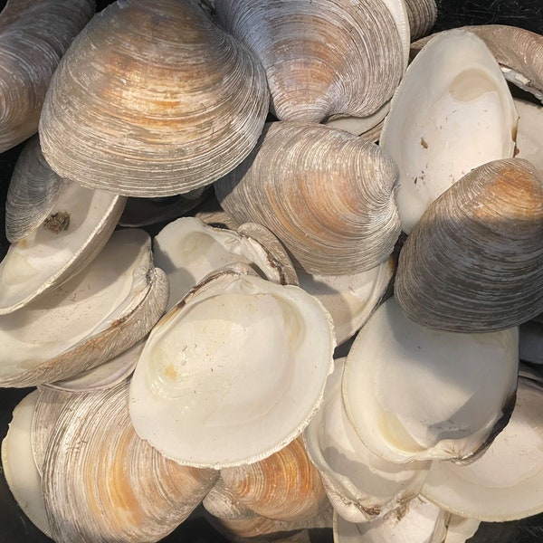 Natural Clam Shells Lot Of 12, cleaned and boiled, 2.5+”, Great For Crafts/Oven