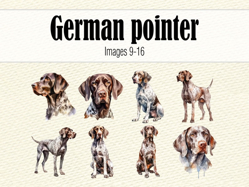 Clipart de pointeur allemand aquarelle, aquarelle chien Clipart, Portrait de chien, chien PNG, peinture de chien pointeur allemand à poil court, chien mignon Clipart image 6