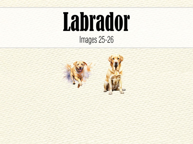 Watercolor Clipart Labrador Retriever Dog Mom PNG, Watercolor Black Lab PNG, Labrador Head Dog Clipart, Chocolate Labrador Puppy Clipart image 8