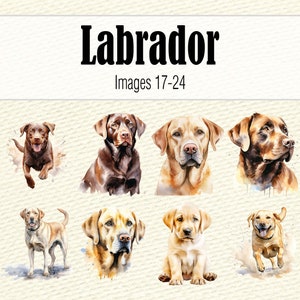 May include: A collection of eight watercolor paintings of Labrador Retrievers. The dogs are depicted in various poses, including running, sitting, and standing. The paintings are done in shades of brown, yellow, and black.