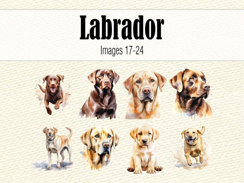 May include: A collection of eight watercolor paintings of Labrador Retrievers. The dogs are depicted in various poses, including running, sitting, and standing. The paintings are done in shades of brown, yellow, and black.
