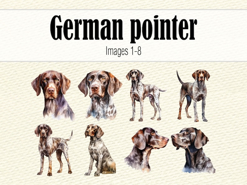 Clipart de pointeur allemand aquarelle, aquarelle chien Clipart, Portrait de chien, chien PNG, peinture de chien pointeur allemand à poil court, chien mignon Clipart image 5