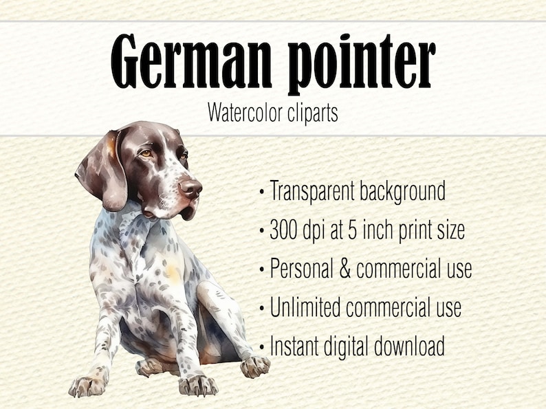 Clipart de pointeur allemand aquarelle, aquarelle chien Clipart, Portrait de chien, chien PNG, peinture de chien pointeur allemand à poil court, chien mignon Clipart image 2