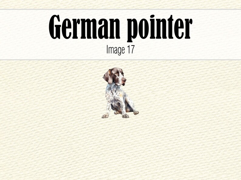 Clipart de pointeur allemand aquarelle, aquarelle chien Clipart, Portrait de chien, chien PNG, peinture de chien pointeur allemand à poil court, chien mignon Clipart image 7