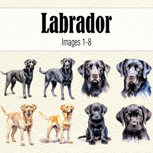Watercolor Clipart Labrador Retriever Dog Mom PNG, Watercolor Black Lab PNG, Labrador Head Dog Clipart, Chocolate Labrador Puppy Clipart image 5