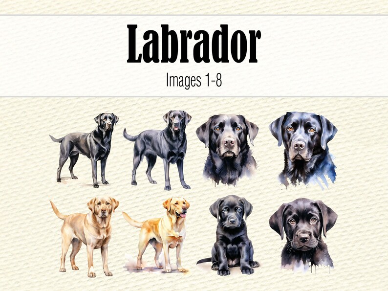 Watercolor Clipart Labrador Retriever Dog Mom PNG, Watercolor Black Lab PNG, Labrador Head Dog Clipart, Chocolate Labrador Puppy Clipart image 5