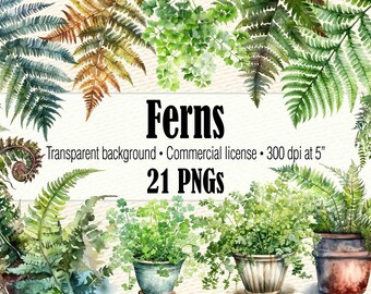 Aquarell Farn Clipart, Gemalt Farn PNG, Herbst Farn, Farn Kranz, Farn Blätter Grün Clipart, Farn Kunst Grüne Blätter Clipart