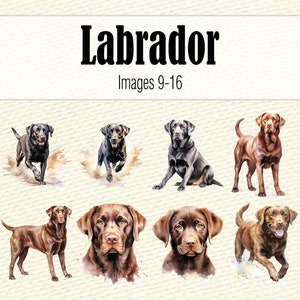 May include: Eight watercolor illustrations of Labrador Retrievers in various poses. The dogs are depicted in black, chocolate, and yellow colors. The title "Labrador" is written in bold black font above the images, and the text "Images 9-16" is written below the title.