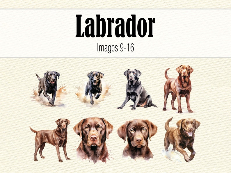 May include: Eight watercolor illustrations of Labrador Retrievers in various poses. The dogs are depicted in black, chocolate, and yellow colors. The title "Labrador" is written in bold black font above the images, and the text "Images 9-16" is written below the title.