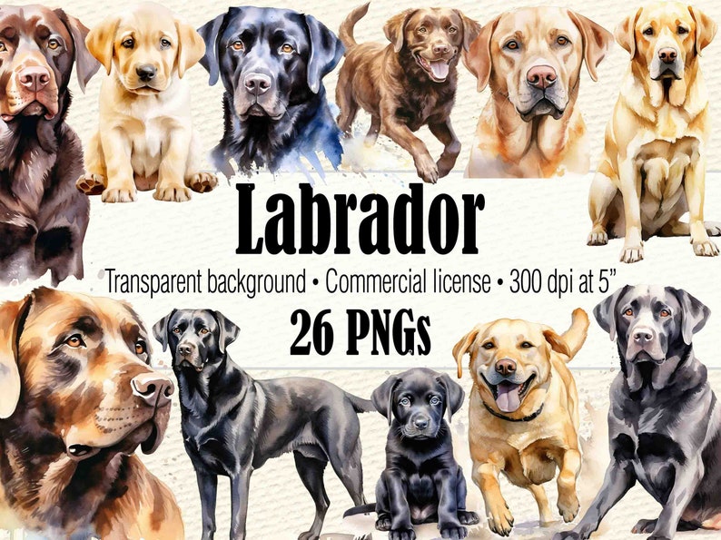 May include: A set of 26 digital watercolor illustrations of Labrador Retrievers in various poses. The dogs are depicted in black, chocolate brown, and yellow. The images have transparent backgrounds and are 300 dpi at 5 inches.