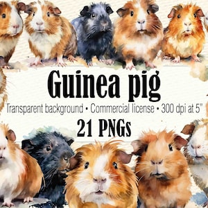 Watercolor Guinea Pig Clipart, Guinea Pig Sticker Gifts, Guinea Pig Art Decor, Guinea Pig Birthday, Watercolor Pet Animal Clipart