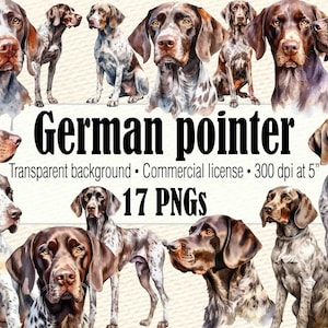 Clipart de pointeur allemand aquarelle, aquarelle chien Clipart, Portrait de chien, chien PNG, peinture de chien pointeur allemand à poil court, chien mignon Clipart image 1