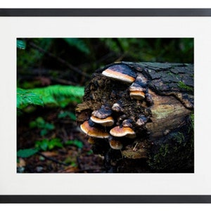 Framed Photo - Mushrooms on a log in Washington