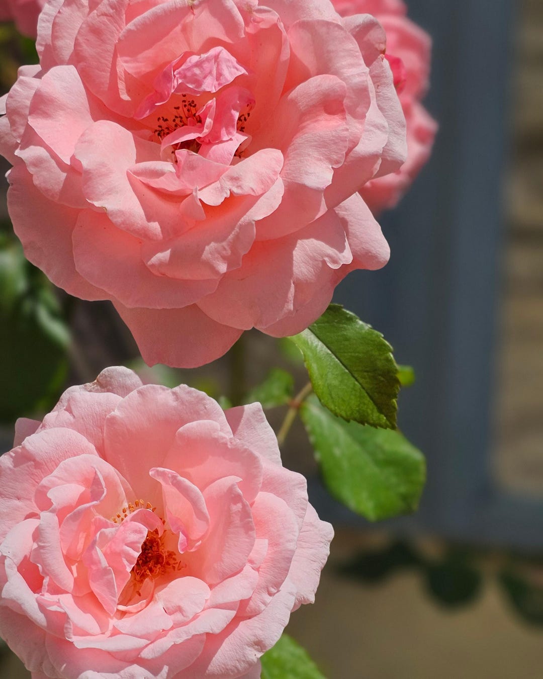 Pink French Rose – Fine Art Photography by Adropofearthphotos - Etsy