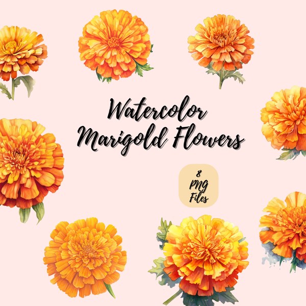 Watercolor Marigold | Digital Download | Wall Art | Watercolor Clipart | Flower PNG | Invitation Clipart | Flower Bundle Clipart