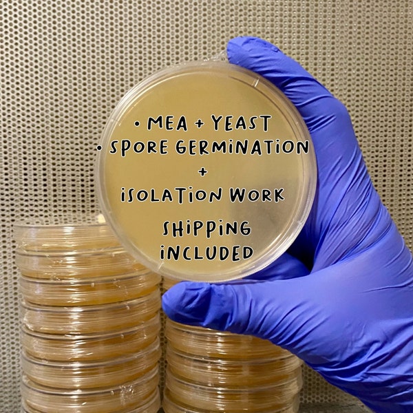 Malt Extract Agar Plates + Yeast for Mycology | Sterile Pre-Poured Petri Dishes for Mushroom Isolation and Cultivation