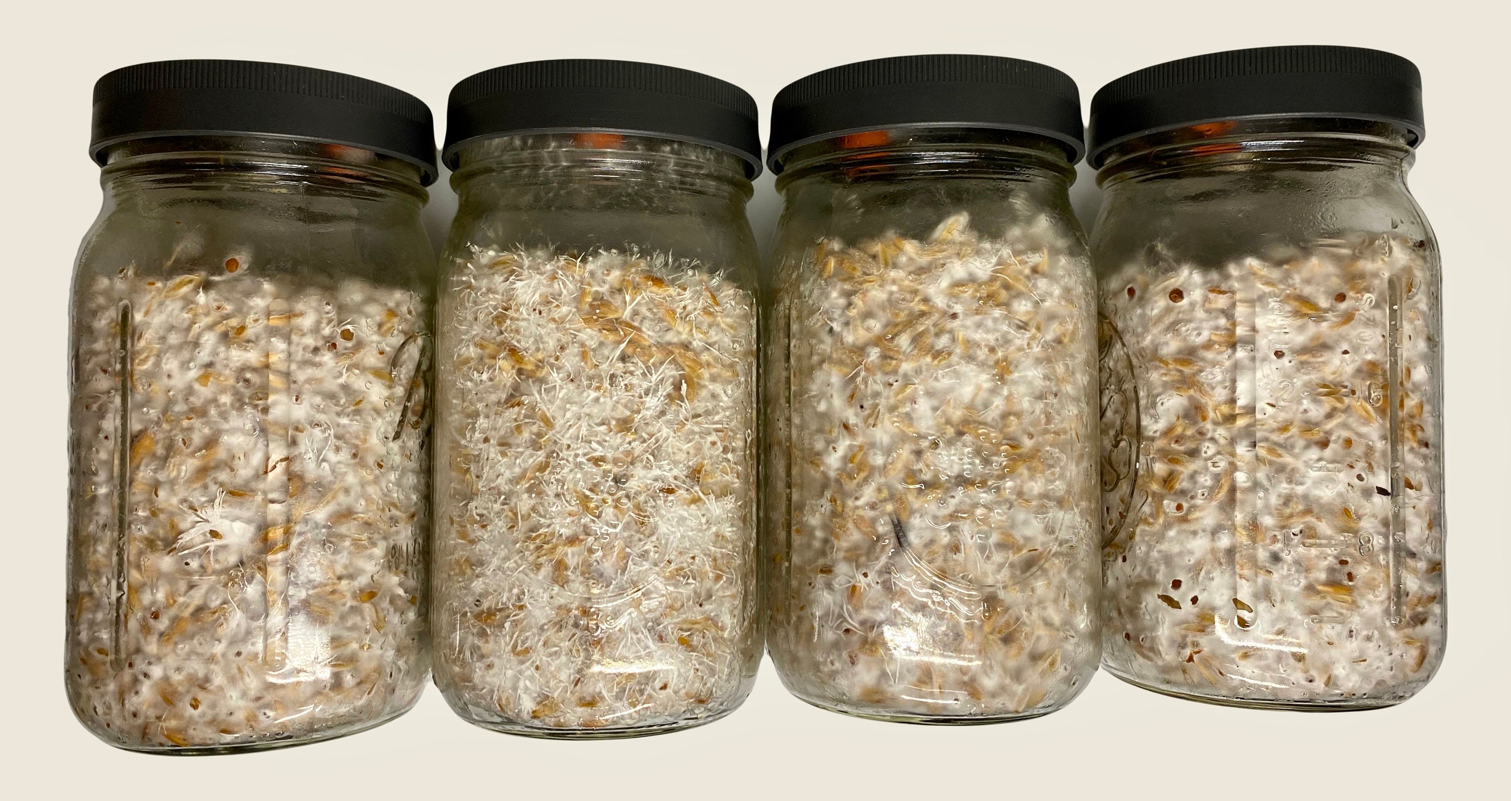 Milo 'n' Whole Oats Grain Jars for Gourmet or Medicinal Mushroom Spawn