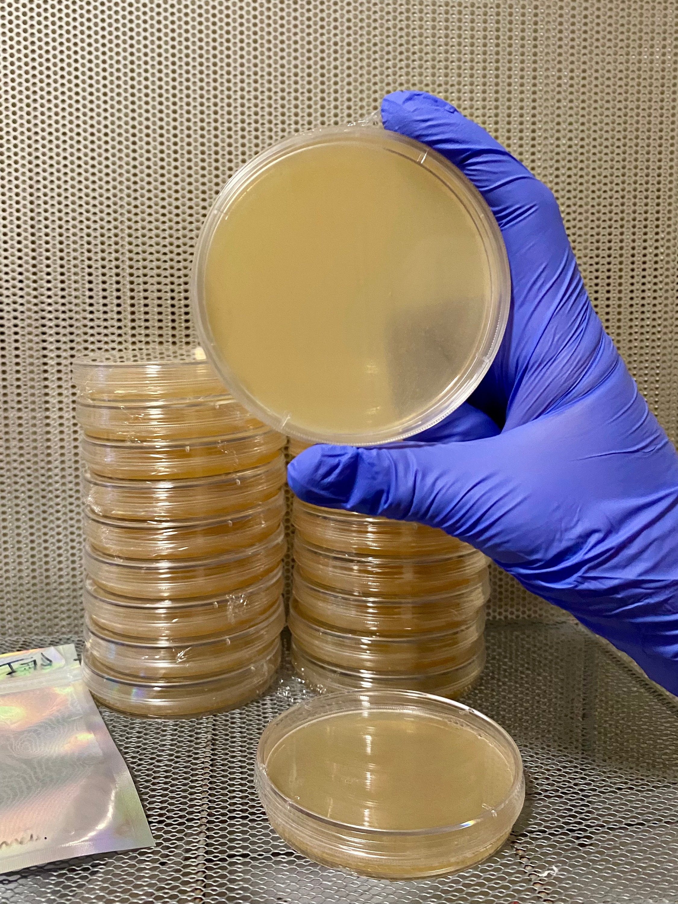 Sterile Malt Extract Agar Plates Prepoured Agar Dishes for Etsy