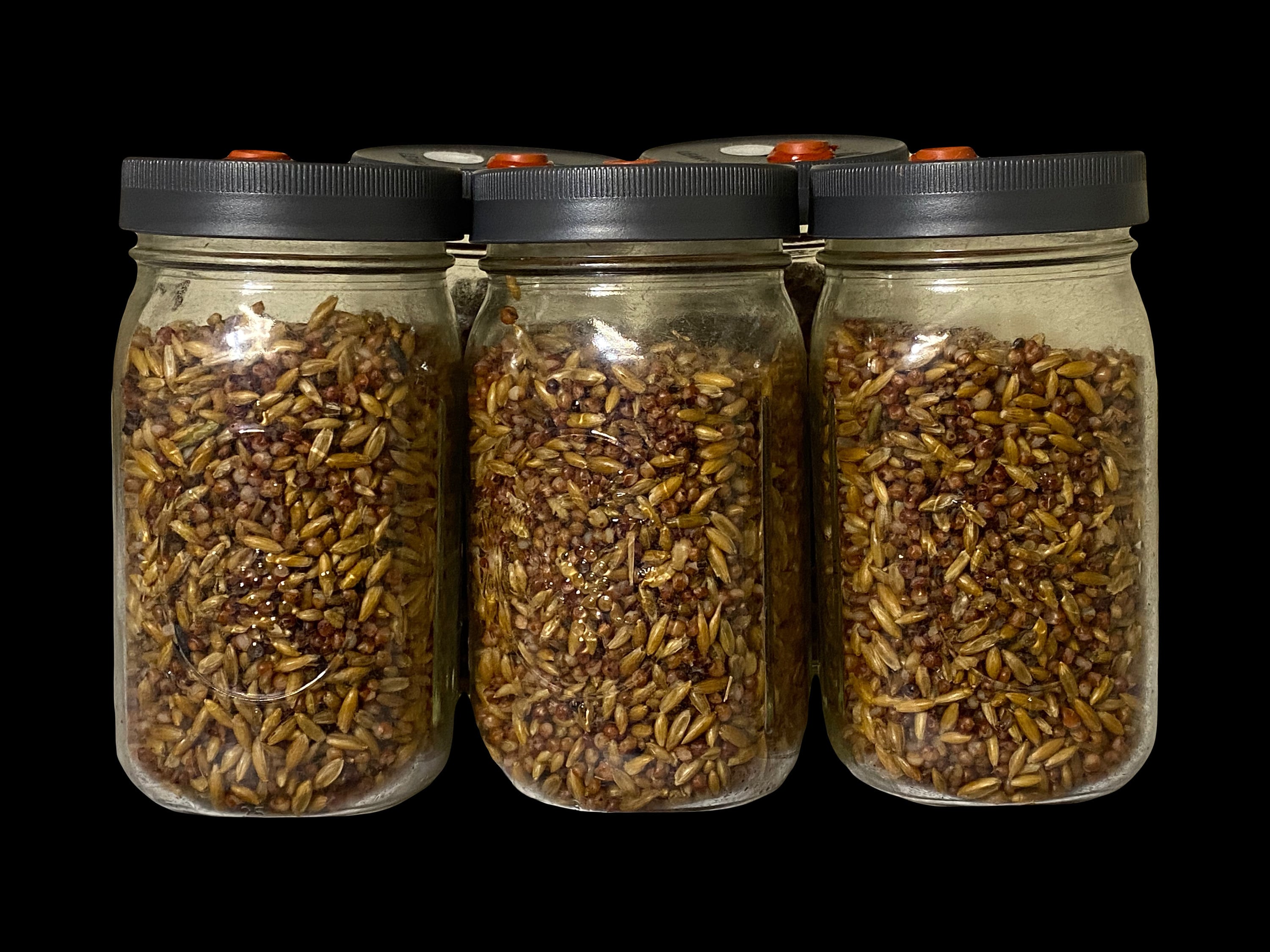Milo 'n' Whole Oats Grain Jars for Gourmet or Medicinal Mushroom Spawn