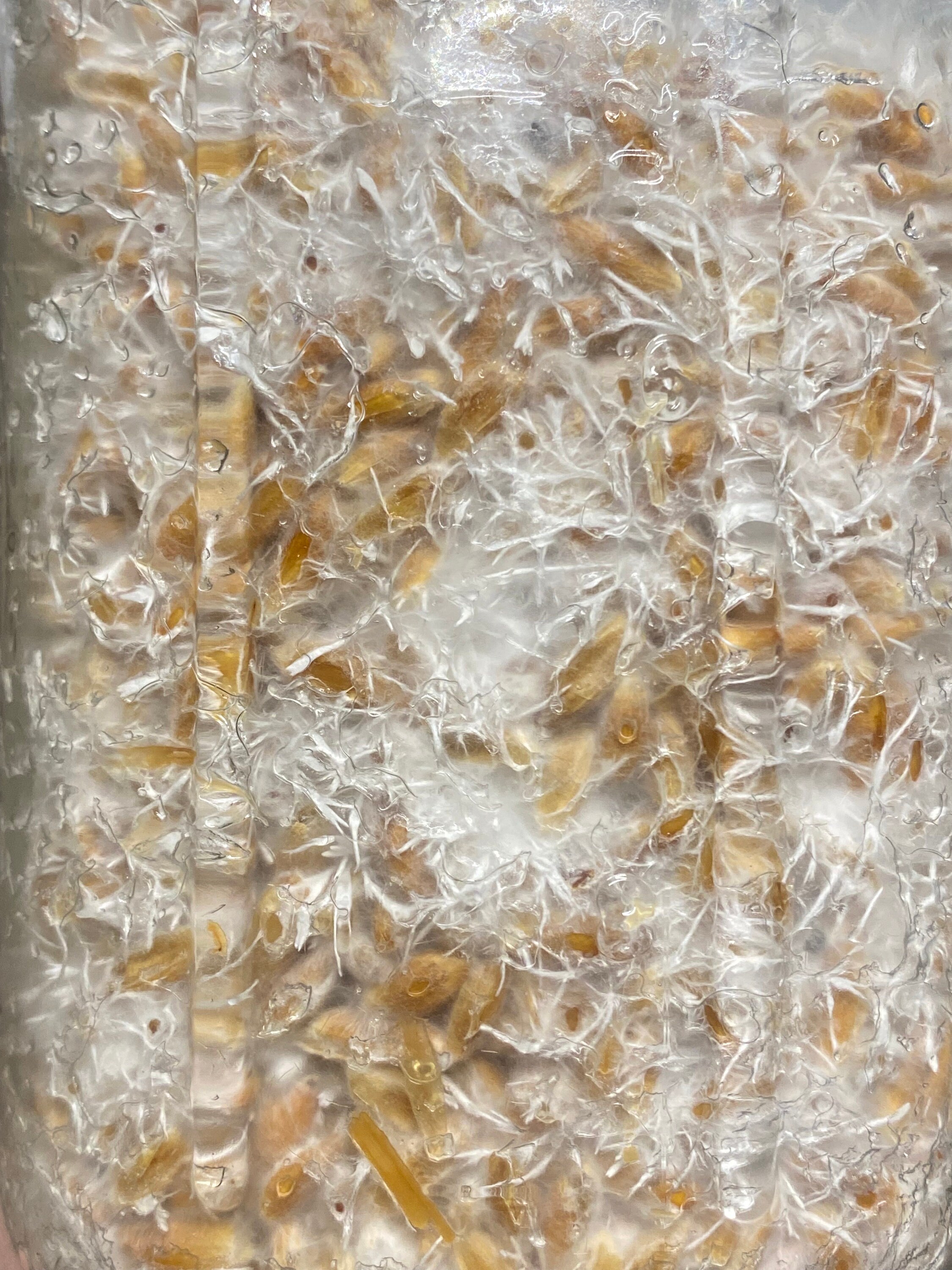 Milo 'n' Whole Oats Grain Jars for Gourmet or Medicinal Mushroom Spawn