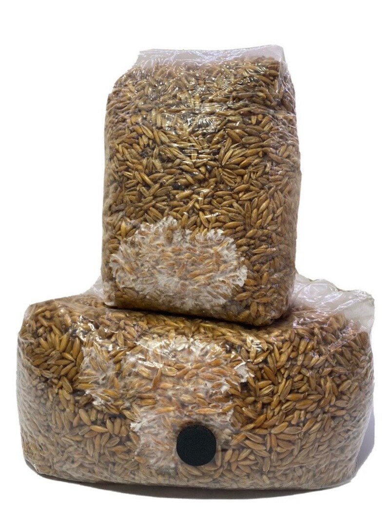 Sterilized Whole Oats Grain Bags for Mushroom Spawn Cultivation, Not