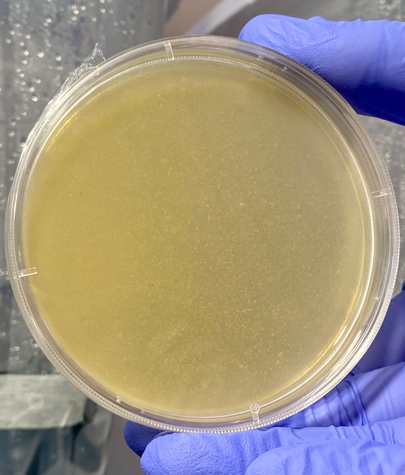 Sterile Malt Extract Agar Plates Prepoured Agar Dishes for Etsy