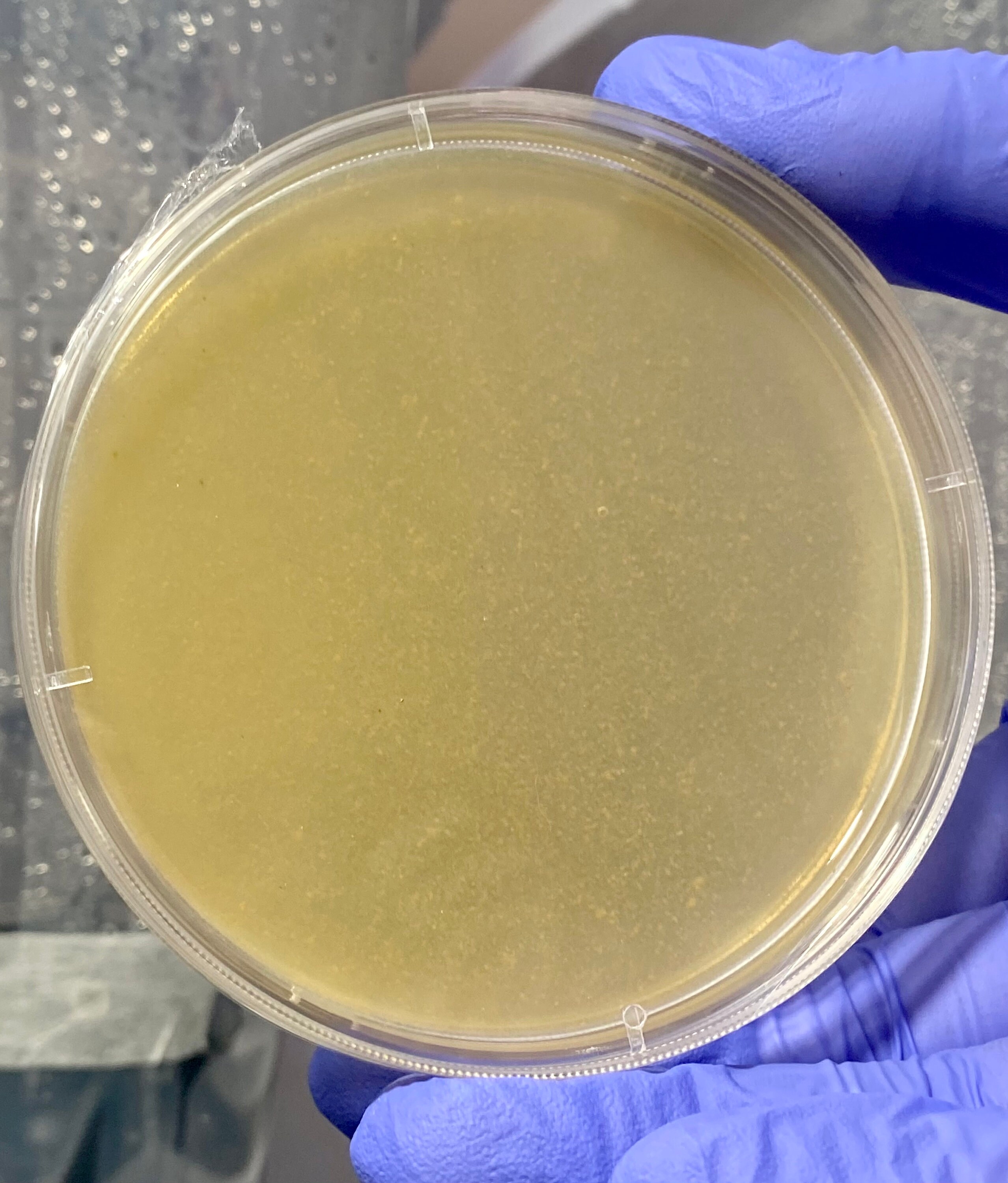 Sterile Malt Extract Agar Plates Prepoured Agar Dishes for Etsy