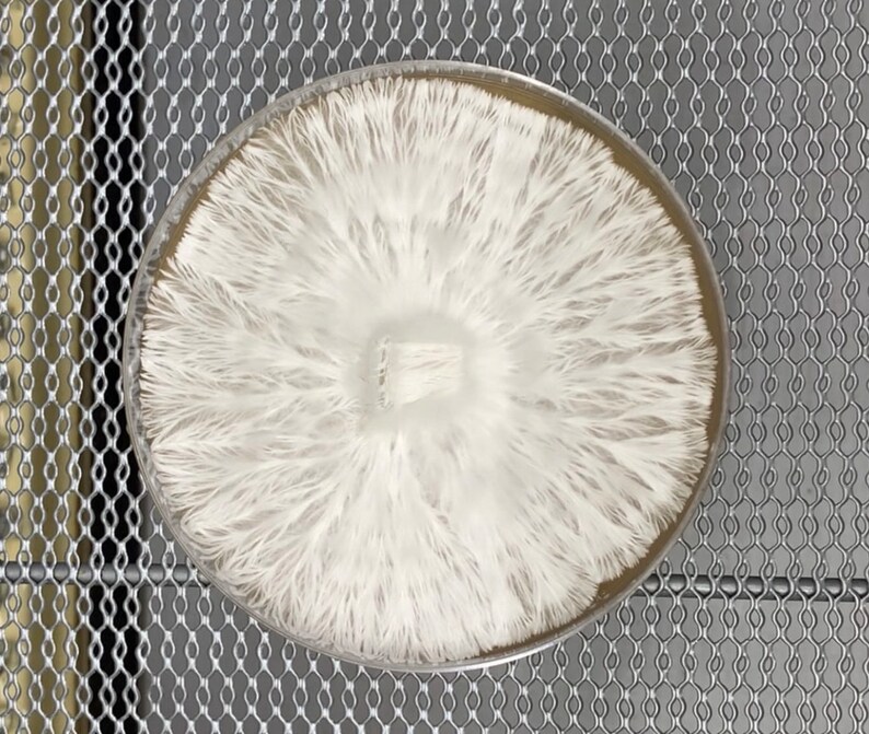 Sterile Malt Extract Agar Plates Prepoured Agar Dishes for Etsy