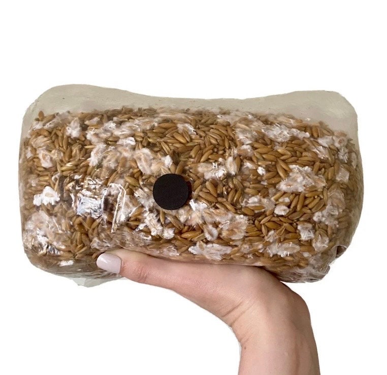 Sterilized Whole Oats Grain Bags for Mushroom Spawn Cultivation, Not