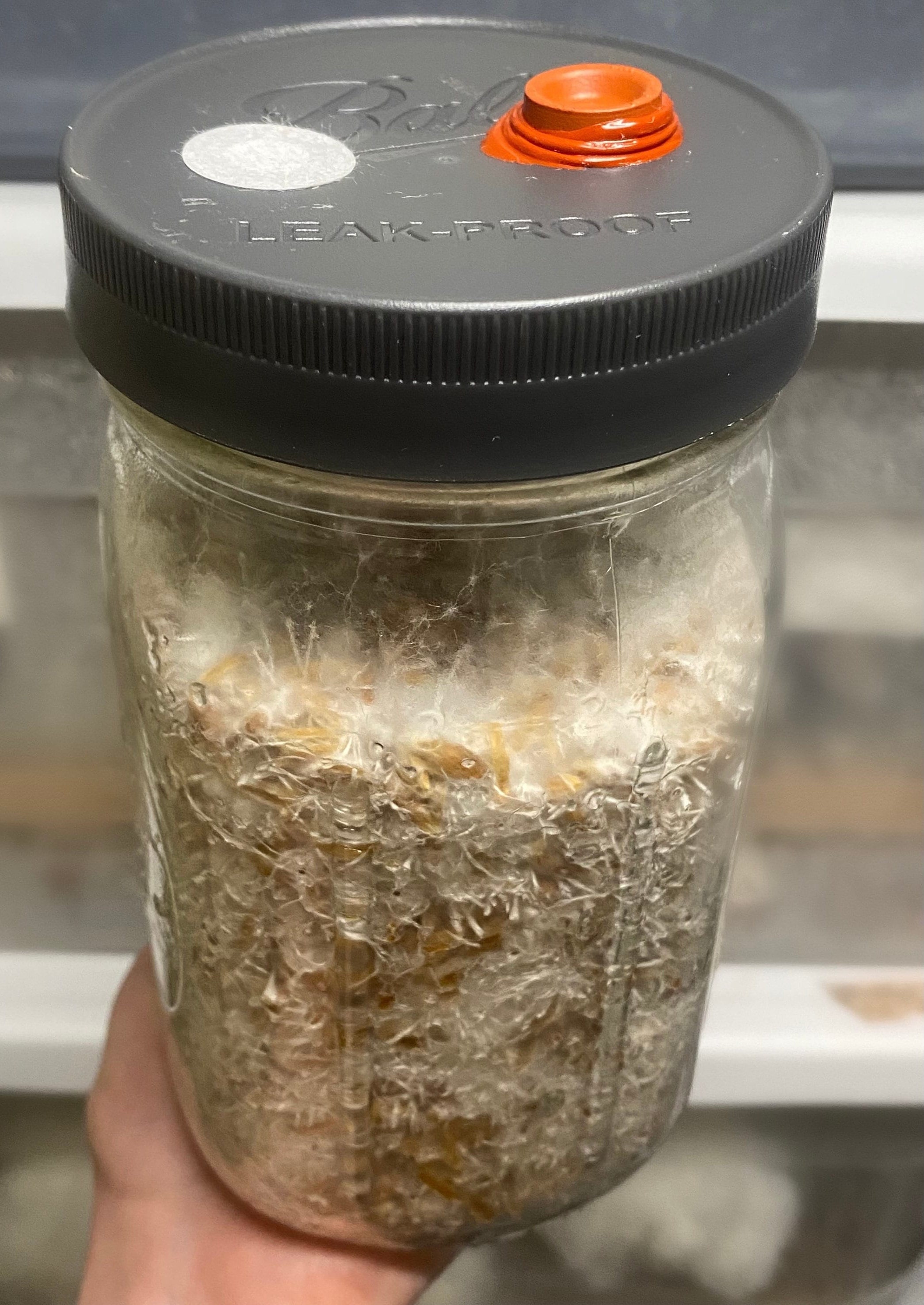 Milo 'n' Whole Oats Grain Jars for Gourmet or Medicinal Mushroom Spawn