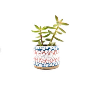 May include: A small succulent plant with light green leaves potted in a cylindrical ceramic planter. The planter features a textured pattern of raised white dots over horizontal bands of blue and pink, with a plain tan base at the bottom.