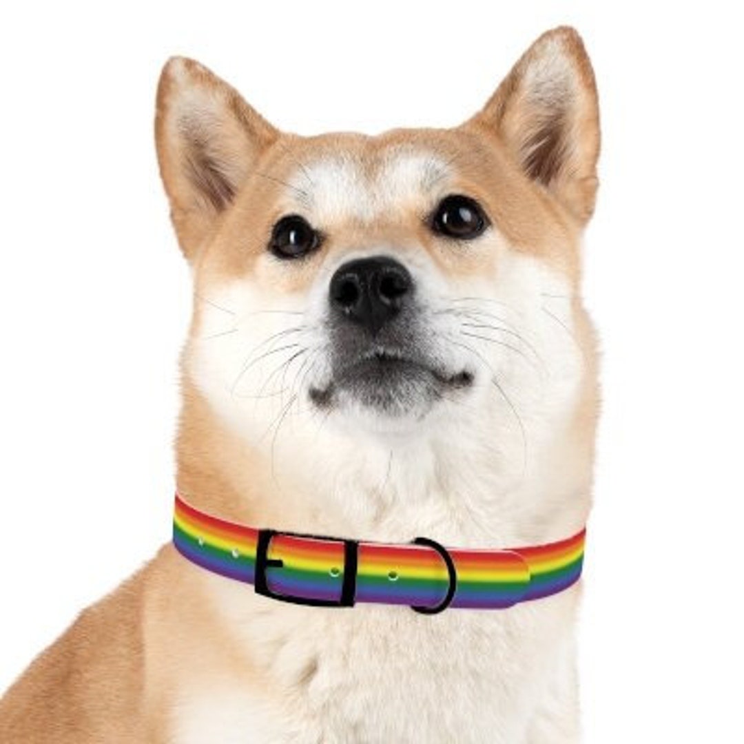 Pride Flag Dog Collar Rainbow Dog Collar Gay Pride Dog Etsy