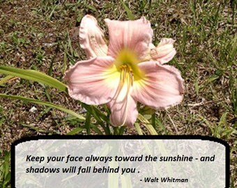Digital Download Printable Fraemable Image of a Salmon-Pink Daylily with an Inspiring Walt Whitman Quote