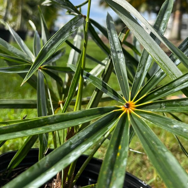 Coccothrinax Crinita "Old Man Palm" - Extremely Rare Palm - Delivery/Pick Up Available! - 1Gal - Inquire for Larger Sizes