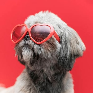 Süßer Hund Shih-Tzu mit Roter Brille  Panel Mikrofaser, Velours  für Kissen, Taschen, Stoffpanel Stoffzuschnitt, HUNDESTOFF