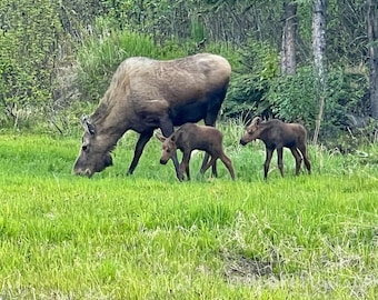 May include: A large brown adult moose grazing in a vibrant green meadow, accompanied by two small brown moose calves walking nearby. The scene is set against a backdrop of dense green forest trees and lush grassy vegetation in the wild.