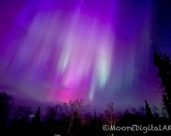 May include: A vibrant display of the aurora borealis featuring intense shades of purple, magenta, and soft white light streaks across a dark night sky above silhouetted treetops. The text MooreDigitalAK is visible in the bottom right corner.