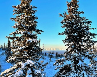 May include: Two tall, snow-covered evergreen trees stand in the foreground against a clear blue sky. The branches are dusted with white snow, and distant, snow-capped mountains are visible on the horizon under a bright, sunny light.
