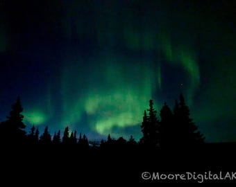 May include: A vibrant green aurora borealis illuminates the night sky above a dark silhouette of coniferous trees. The text MooreDigitalAK is visible in the bottom right corner of the image, set against the dark horizon line.