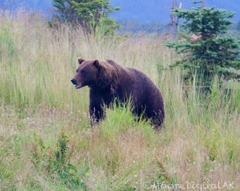 May include: A large brown bear stands in a field of tall green and yellow grasses. The bear is facing left with its mouth slightly open. In the lower right corner, the text Moore DigitalAK is visible in a light, thin font.
