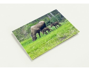 May include: A large brown adult moose grazing in a vibrant green grassy field with two smaller brown moose calves standing nearby, all positioned in front of a dense forest of green pine trees under natural daylight.