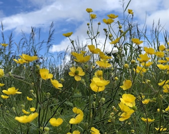 May include: A cluster of bright yellow buttercup flowers with five rounded petals and green centers, growing on thin stems amidst tall green grasses and foliage against a backdrop of a blue sky with scattered white clouds.