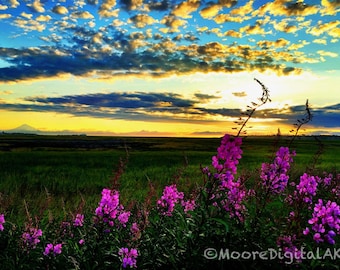 May include: A landscape photograph featuring vibrant purple fireweed flowers in the foreground against a vast green field. The horizon shows a distant mountain under a dramatic sunset sky with golden and blue clouds. Text reads MooreDigitalAK.