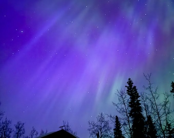 May include: A vibrant purple and blue aurora borealis fills the night sky above the silhouette of a dark cabin and bare trees. The text MooreDigitalAK is visible in the bottom right corner of this nocturnal landscape photograph.