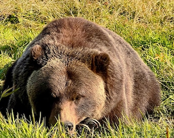 May include: A large brown bear with thick, dark fur resting in a patch of green grass. The bear has rounded ears, a prominent snout, and is positioned low to the ground, partially obscured by the tall blades of grass in the foreground.